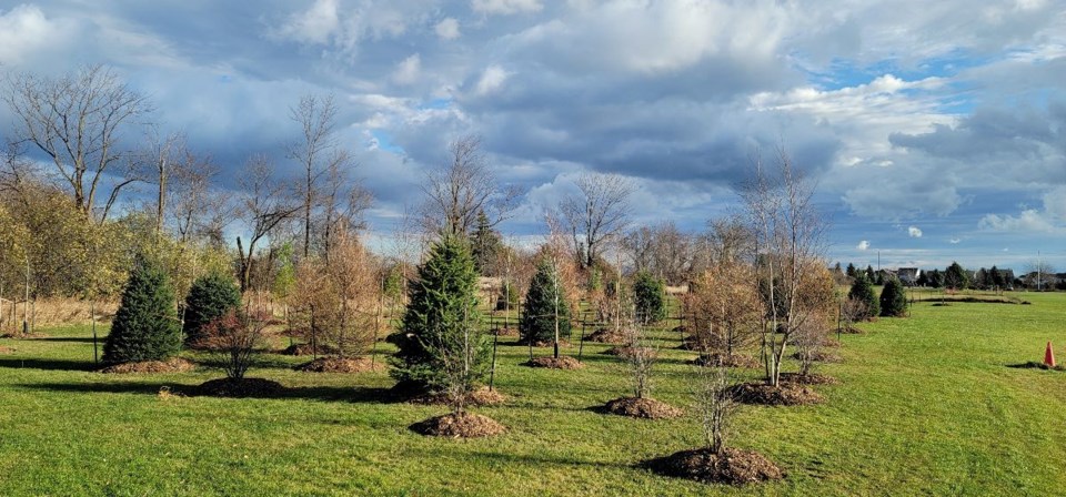 New tree park named after woman who donated 1,000 trees to town