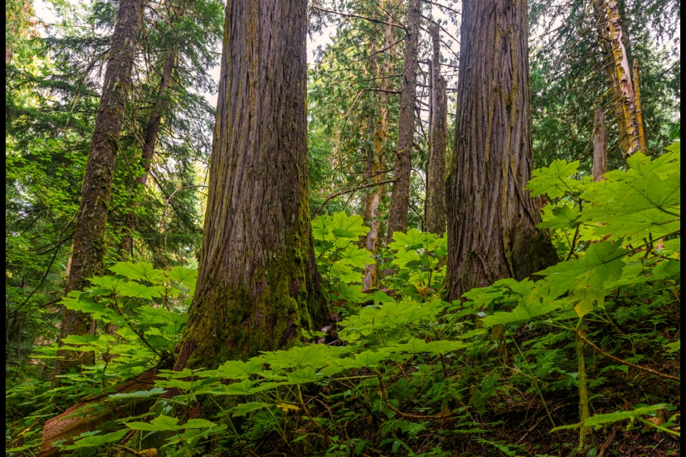 $500K green gift an ‘amazingly pure donation,' says town official